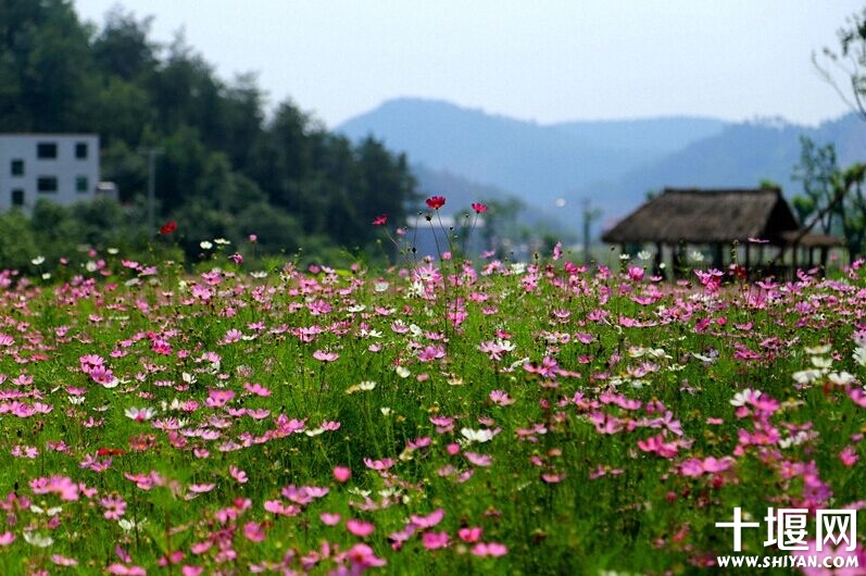 Chrysanthemum.jpg