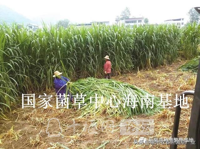 湖北省十堰市一把巨菌草解决了羊的吃饭问题